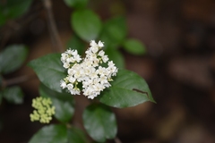 Viburnum lautum