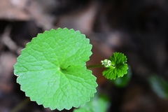 Micropleura renifolia