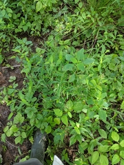 Dichanthelium implicatum