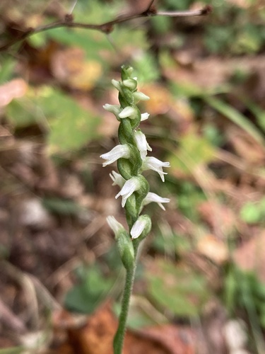 Image of Spiranthes ovalis by (c) er-birds, some rights reserved (CC BY)