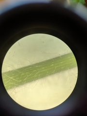 Dichanthelium implicatum