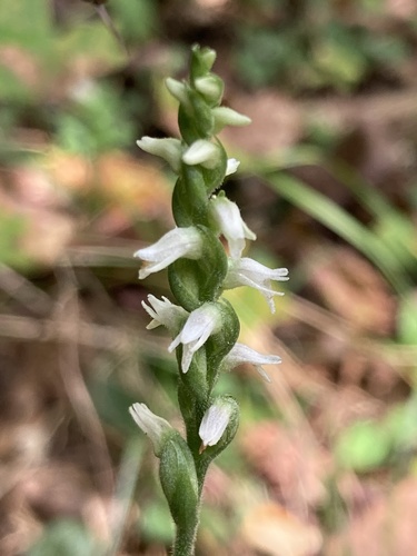Image of Spiranthes ovalis by (c) er-birds, some rights reserved (CC BY)