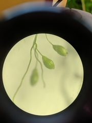 Dichanthelium implicatum