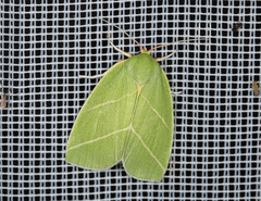 Bena bicolorana