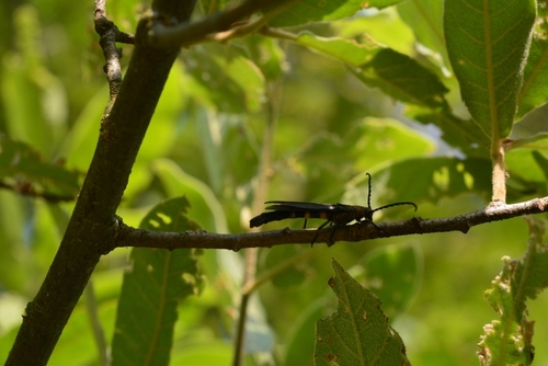 Rhathymoscelis haldemanii