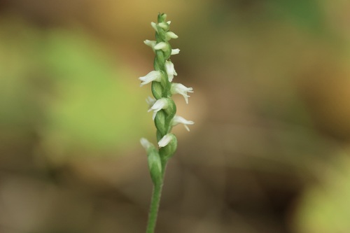 Image of Spiranthes ovalis by (c) er-birds, some rights reserved (CC BY)