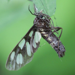 Amata fortunei