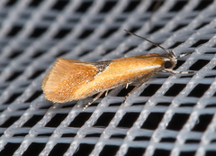 Batia lunaris