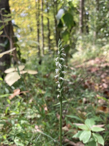 Image of Lesser ladies'-tresses by (c) er-birds, some rights reserved (CC BY)