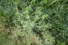 Magnoliopsida