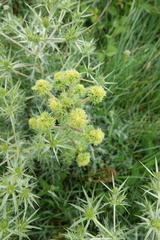 Magnoliopsida