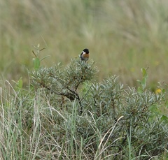Saxicola rubicola
