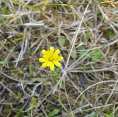 Magnoliopsida