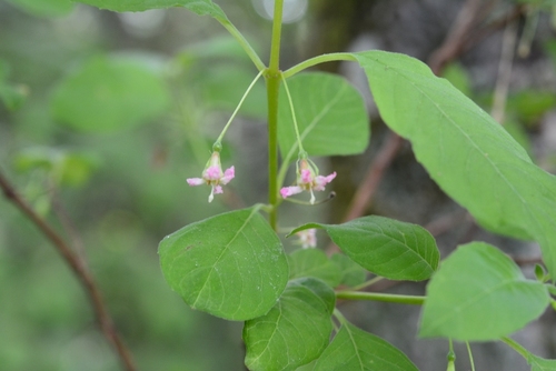 Fuchsia encliandra (Fuchsia encliandra)