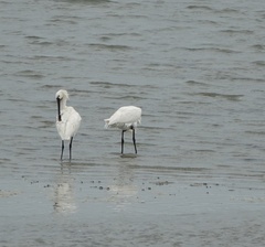 Platalea leucorodia
