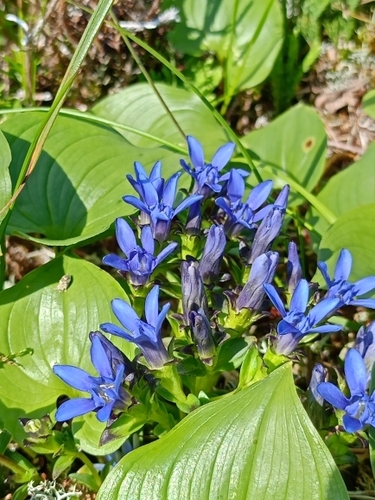 Gentiana nipponica iNat (2)