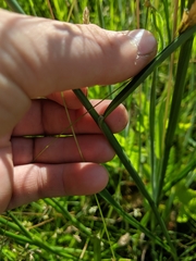 Juncus biflorus