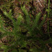 Huperzia occidentalis - Photo (c) Susan, algunos derechos reservados (CC BY-NC), uploaded by Susan