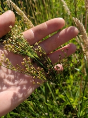 Juncus biflorus
