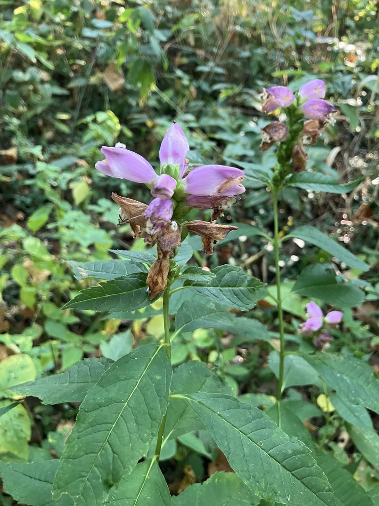 rose turtlehead from River Rd, Indianapolis, IN, US on September 17 ...