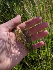 Juncus biflorus