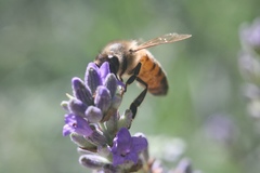 Apis mellifera