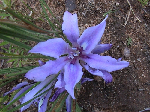 Image of Babiana bainesii by (c) Stefan Wolmarans, some rights reserved (CC BY)