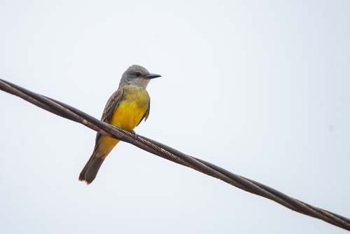 Tropical Kingbird