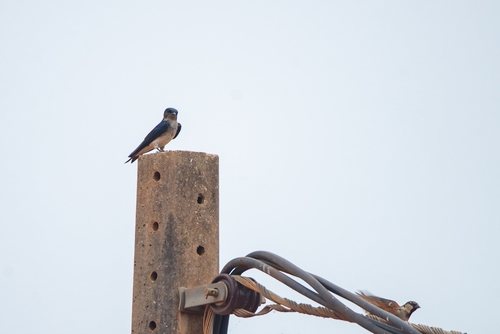 Gray-breasted Martin