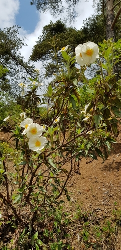 Cistus laurifolius (Cistus laurifolius)
