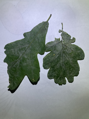 Erysiphe alphitoides (Griffon & Maubl.) U.Braun & S.Takam.