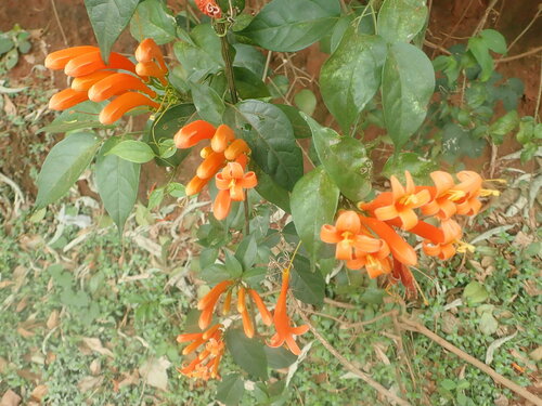 Flame vine