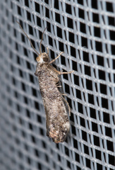 Swammerdamia pyrella
