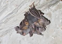 Megaderma spasma