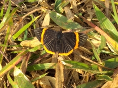Riodina lycisca