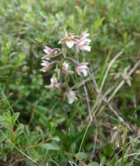 Epipactis palustris