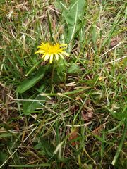 Taraxacum officinale