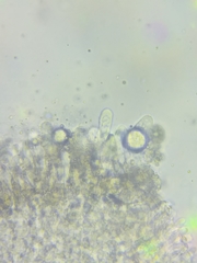 Resinomycena rhododendri