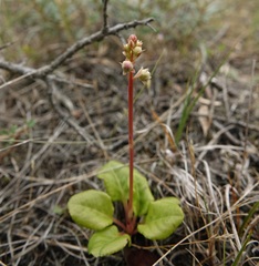 Pyrola rotundifolia maritima