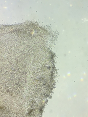 Resinomycena rhododendri