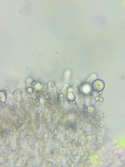 Resinomycena rhododendri