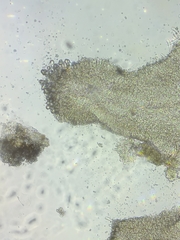 Resinomycena rhododendri