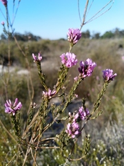 Amphithalea ericifolia erecta