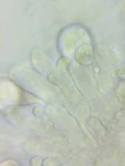 Resinomycena rhododendri