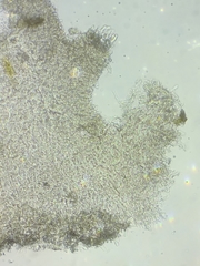 Resinomycena rhododendri