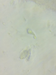Resinomycena rhododendri
