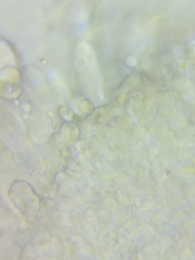 Resinomycena rhododendri