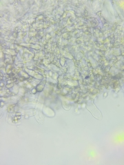 Resinomycena rhododendri