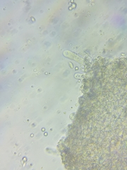 Resinomycena rhododendri