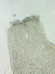 Resinomycena rhododendri